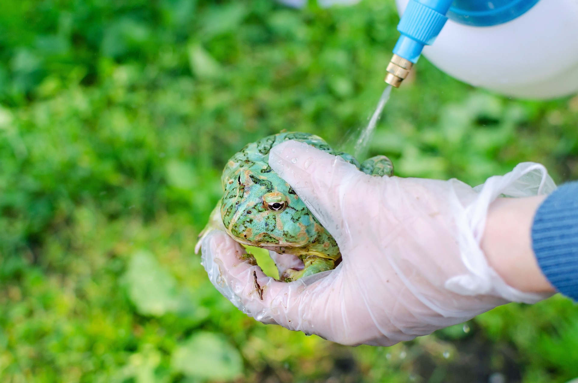 Ceratophrys ornata (The Argentine horned frog “pacman frog”) is sitting on gloved hands.